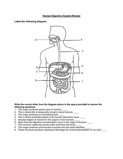 The Human Digestive System Worksheet Answers Worksheeto