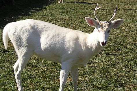 3 Maryland Men Charged With Poaching Albino Deer From Roadway Wide