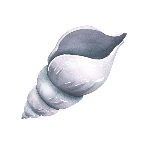 Premium Photo Shell Sea Spiral Gray Color Watercolor Illustration