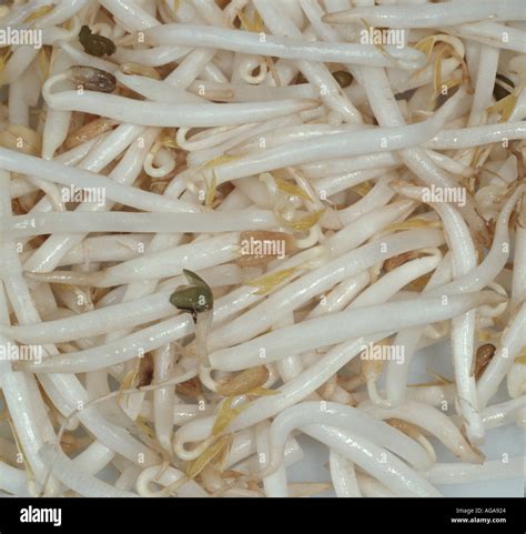 Bean Sprouts Grown From Mung Bean Seed Vigna Radiata Stock Photo Alamy