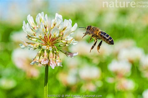 Stock Photo Of European Honey Bee Apis Mellifera Flying To White