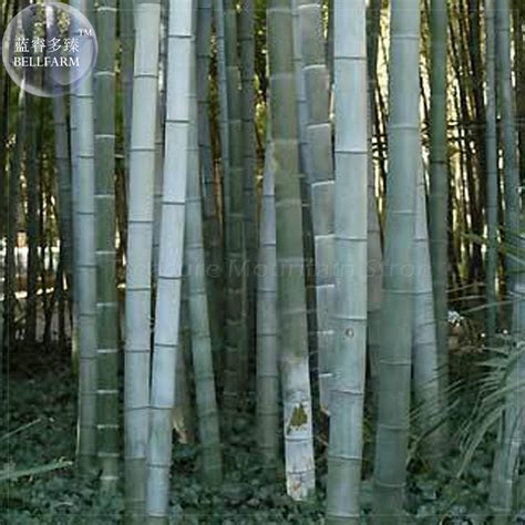 US$ 7.29 - BELLFARM 200+ Huge Phyllostachys Pubescens Moso Bamboo Seeds ...