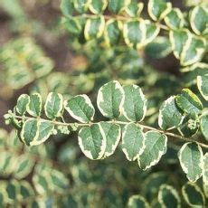 Symphoricarpos Orbiculatus Variegata Eflora Sk