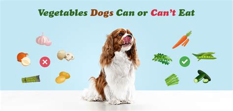 Can Puppies Eat Vegetables