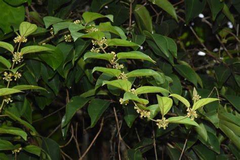 Gymnema sylvestre