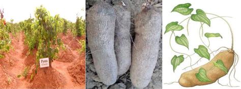 Yam Cultivation Mastery: A Guide To Maximizing Quality And Efficiency - FarmPays 2025