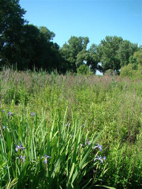 Southern Blue Flag Guide New York Natural Heritage Program