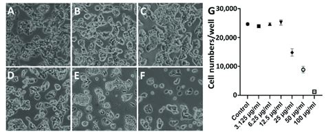 Morphological Alterations Of Hepg2 Cells Under Sfa Chcl3 Extract