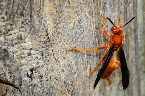 Red Paper Wasp Male Vs Female How To Differentiate What S That Bug