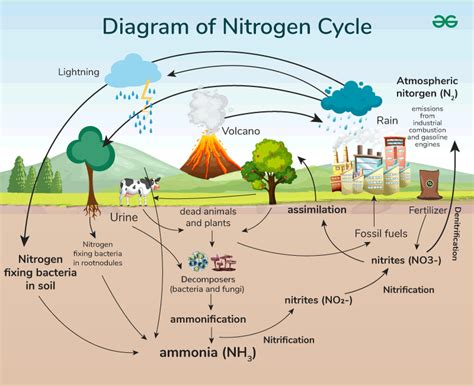 Diagram Of Nitrogen Cycle Geeksforgeeks