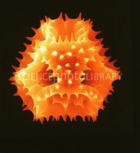 Pollen Of The Dandelion Stock Image B Microscopic