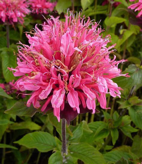 Plantfiles Pictures Monarda Bee Balm Beebalm Bergamot Firecracker