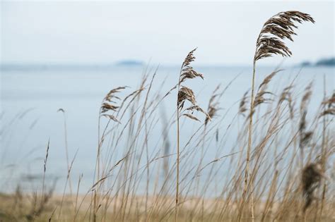 Australian Coastal Plants: From Beach to Backyard | Ultimate Backyard