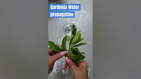 Easy Gardenia Propagation In Water Grow Gardenia From Cuttings Garden Gardenia Easy Grow