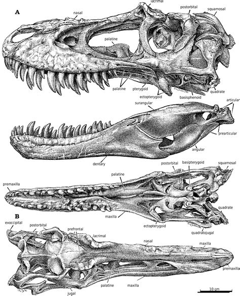 Gorgosaurus Libratus Lambe 1914 Plazi Treatmentbank