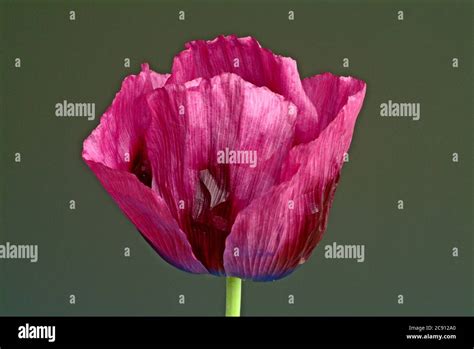 Amapola Azul Amapola De Opio Papaver Somniferum La Planta Realiza Un