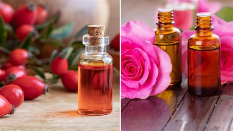 Rose Vs Rosehip Oil Which One Will Transform Your Skin By Sara Nobahar Mar 2024 Medium