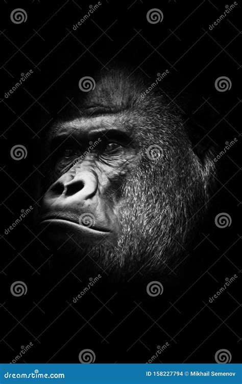 Zwart Witte Foto Heks Mannetje Portret Krachtige Mannelijke Gorilla