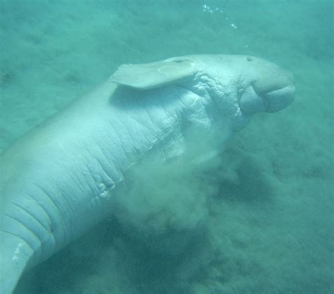 Picture 4 of 4 - Dugong (Dugong Dugon) Pictures & Images - Animals - A ...