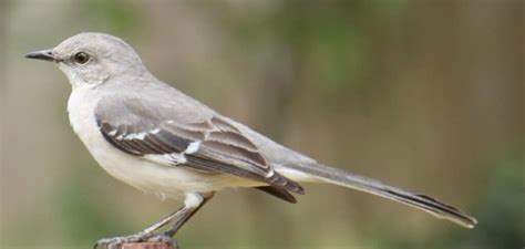 Mockingbird Spiritual Meaning, Symbolism, and Totem | (2022)