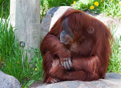 International Orangutan Day Background Images HD Pictures And