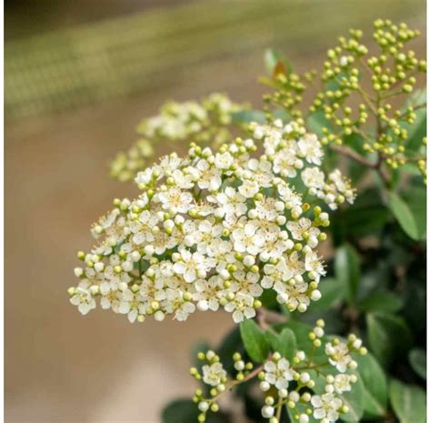 Pyracantha Sp Pre Bonsai Years Firethorn Mistral Bonsai