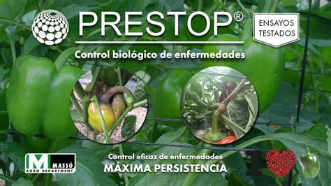 El Control Biológico De Enfermedades Foliares En El Cultivo De Pimiento Prestop