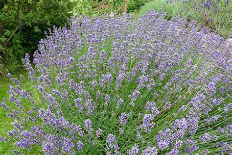 lavender bush Free Photo Download | FreeImages