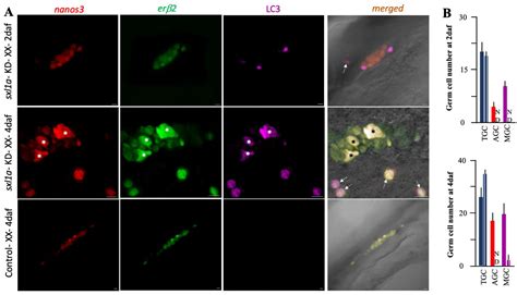 Ijms Free Full Text Sex Lethal Gene Manipulates Gonadal Development