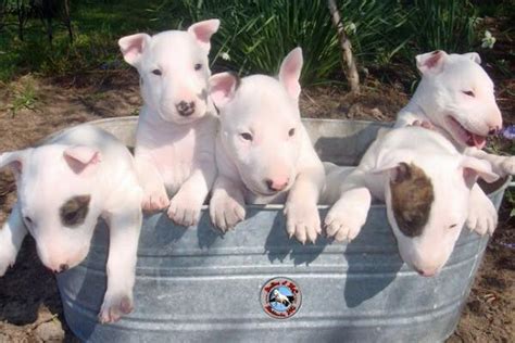 79 Bull Terriers Before And After L2sanpiero