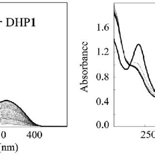 Absorbance Spectra Of Dhp And Dhp Solutions G Ml During