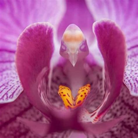 Naked Man Orchid Flower Seed And Moth Orchid Seed High Etsy