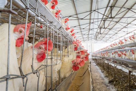 Many Layer Hens Or Chickens In Battery Cages On A Poultry Layer Farm Or