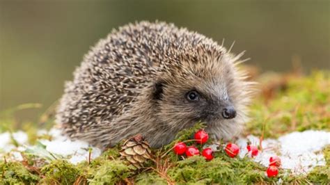 Hedgehogs: Facts, Characteristics, Behavior, Diet