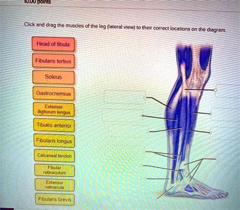 Solved Click And Drag The Muscles Of The Leg Lateral View To Their Correct Locations On The