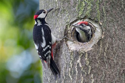 Woodpecker Bird Nest