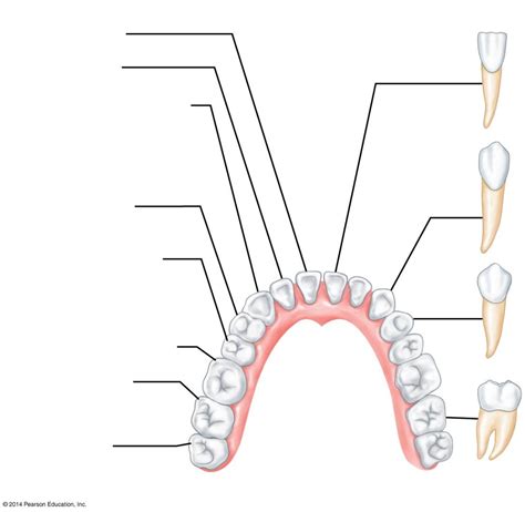 Lab Teeth Diagram Diagram Quizlet