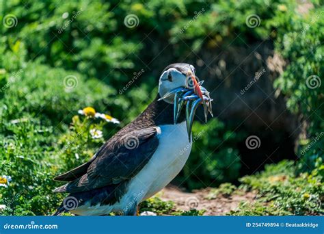 Atlantic puffin stock photo. Image of beak, creature - 254749894