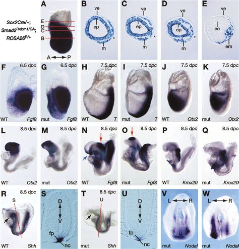 Cell Fate Decisions Within The Mouse Organizer Are Governed By Graded