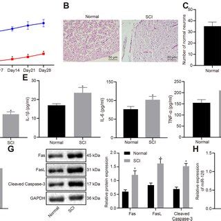 Rats With Sci Exhibit Increased Neuronal Apoptosis Intense