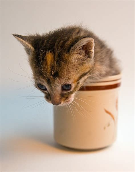 Kittens In Cups Teacup Kitten Kittens Cute Puppy Pictures