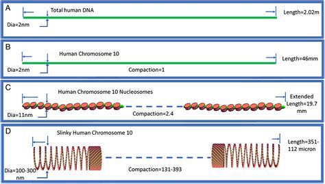 A Proposed Unified Interphase Nucleus Chromosome Structure Preliminary