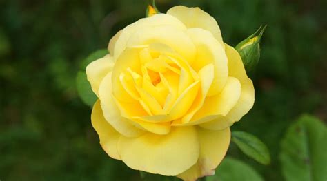 Yellow Rose Varieties To Brighten Your Garden