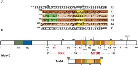 Frontiers Role Of Tau As A Microtubule Associated Protein Structural