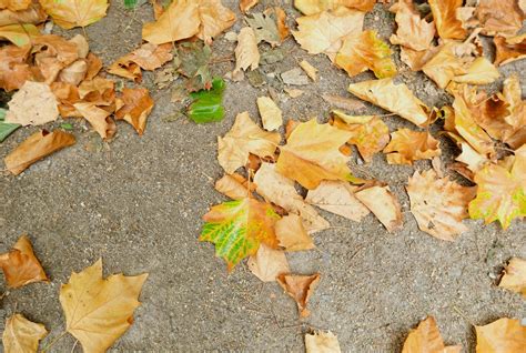 Yellow Autumn Fallen Leaves Lying On The Ground Seasonal Natural