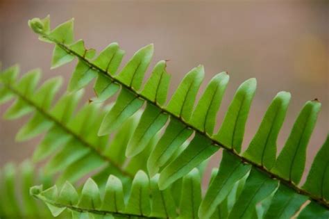 Fertilizing Your Boston Fern The Trick To Feeding This Finicky