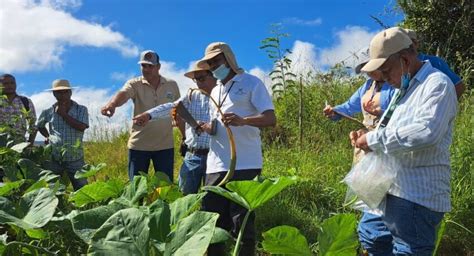 Capacitan a productores de Coclé sobre control de plagas en el otoe