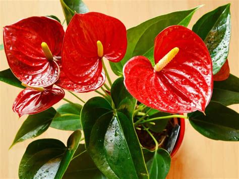 Whats Eating Your Anthurium The Most Common Pests Feasting On