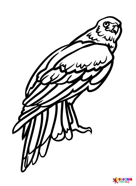 Hawks Coloring Pages Printable For Free Download