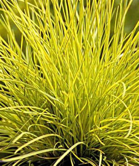 Festuca Glauca Golden Toupee Golden Toupee Fescue Order Online